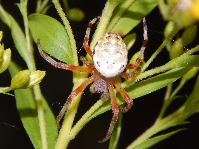 Araneus marmoreus da confermare